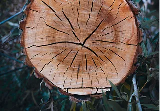 Wohnsinn Kellinghusen, Natura Holzmöbel