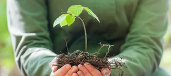 Bäume pflanzen für Nachhaltigkeit kleine Buche