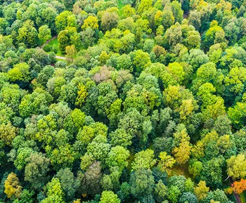 Grüner Laubwald aus der Vogelperspektive
