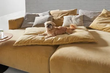 Gelbes Design Daybed mit passendem Kissen extra für Haustiere, auf dem ein Hund liegt.
