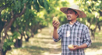 Mangoholz gilt als Nebenprodukt bei der Mangoernte und ist damit sehr nachhaltig.
