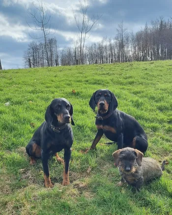 Hunde Dreamteam