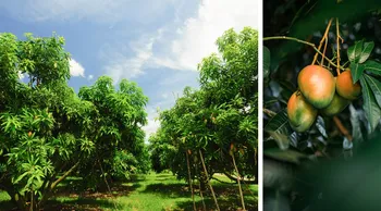 Exotische Hölzer wie Akazie und Mango geben tolle Massivholzmöbel ab.